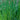 Cyperus longus (Sweet Galingale) - Marginal Pond Plants - MP031