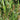 Cyperus Longus (Sweet Galingale) - Marginal Pond Plants - MP031