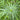 Cyperus alternifolius 'Gracilis', umbrella plant, marginal pond plant