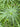Cyperus alternifolius 'Gracilis', umbrella plant, marginal pond plant