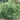 Cyperus Alternifolius Fuscus - MP029A Packs