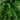 Cyrtomium Falcatum