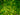Cyrtomium Falcatum