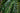 Cyrtomium Falcatum