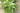 Cyrtomium Falcatum