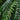 Cyrtomium falcatum - 2026