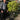 Multistem Bay Tree (Laurus Nobilis) 35L 160-180cm