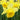 Daffodil 'Carlton' (7 Bulbs)