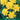 Daffodil 'Golden Ducat' (6 Bulbs)