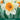 Daffodil 'Sempre Avanti' (5 Bulbs)