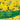 Daffodil 'Yellow Trumpet' (20 Bulbs)