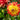 Dahlia 'Bridge View Aloha' Bulb - 2026