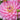 Dahlia 'Gallery Bellini' Bulb - 2026