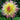 Dahlia 'Hapet Perfect' Bulb - 2026