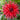 Dahlia 'Holly Huston' Bulb - 2026
