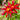 Dahlia 'Honka red' Bulb - 2026