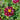 Dahlia 'Impression Fabula' Bulb - 2026