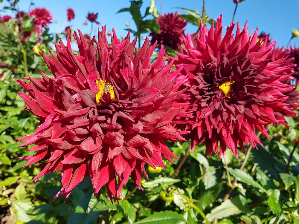 Macop Dahlia 'Kenora Macop-B' Bulb - 2026 – Lincspplants