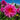Dahlia 'Lucky Number' Bulb - 2026