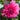Dahlia 'Rosella' Bulb - 2026