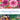 Mixed Decorative Dahlias (3 Tubers)