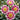 Dahlia 'Impression Famoso' - 2026