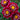 Dahlia 'Impression Fantastico' - 2026