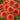 Dahlia 'Missis Miley' - 2026