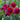 Dahlia 'Natal' - 2026