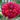 Dahlia 'Spartacus' Bulb - 2026