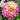 Dahlia 'Temple of Beauty' Bulb - 2026