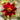 Dahlia 'Topmix Reddy' Bulb - 2026
