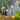 Darmera Peltata - BP032 Packs