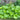Damera Peltata - Marginal Pond Plants - BP032