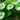 Damera Peltata - Marginal Pond Plants - BP032