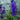 Delphinium Belladonna 'Atlantis' - 2026