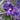 Delphinium Belladonna 'Piccolo' - 2026