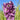 Delphinium Pacific Giant 'Astolat' - 2026