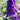 Delphinium Pacific Giant 'Black Knight' - 2026