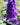 Delphinium Pacific Giant 'Black Knight' - 2026