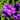 Delphinium 'Christel' - 2026