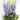 Delphinium 'Delphi's Misty' - 2026