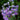 Delphinium 'Highlander Blueberry Pie' - 2026