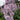 Delphinium 'Highlander Cha Cha' - 2026