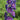 Delphinium 'Highlander Sweet Sensation' - 2026