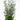 Delphinium 'La Boheme' - 2026