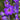 Delphinium 'Magic Fountains Dark Blue/Black Bee' - 2026
