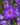 Delphinium 'Magic Fountains Dark Blue/Black Bee' - 2026