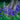 Delphinium 'Magic Fountains Dark Blue/White Bee' - 2026