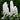 Delphinium 'Magic Fountains Pure White' - 2026